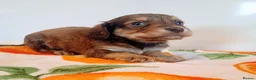 Mixed Breed dogs for sale: Maltese spaniel puppy's  in Bedford - Advert 6