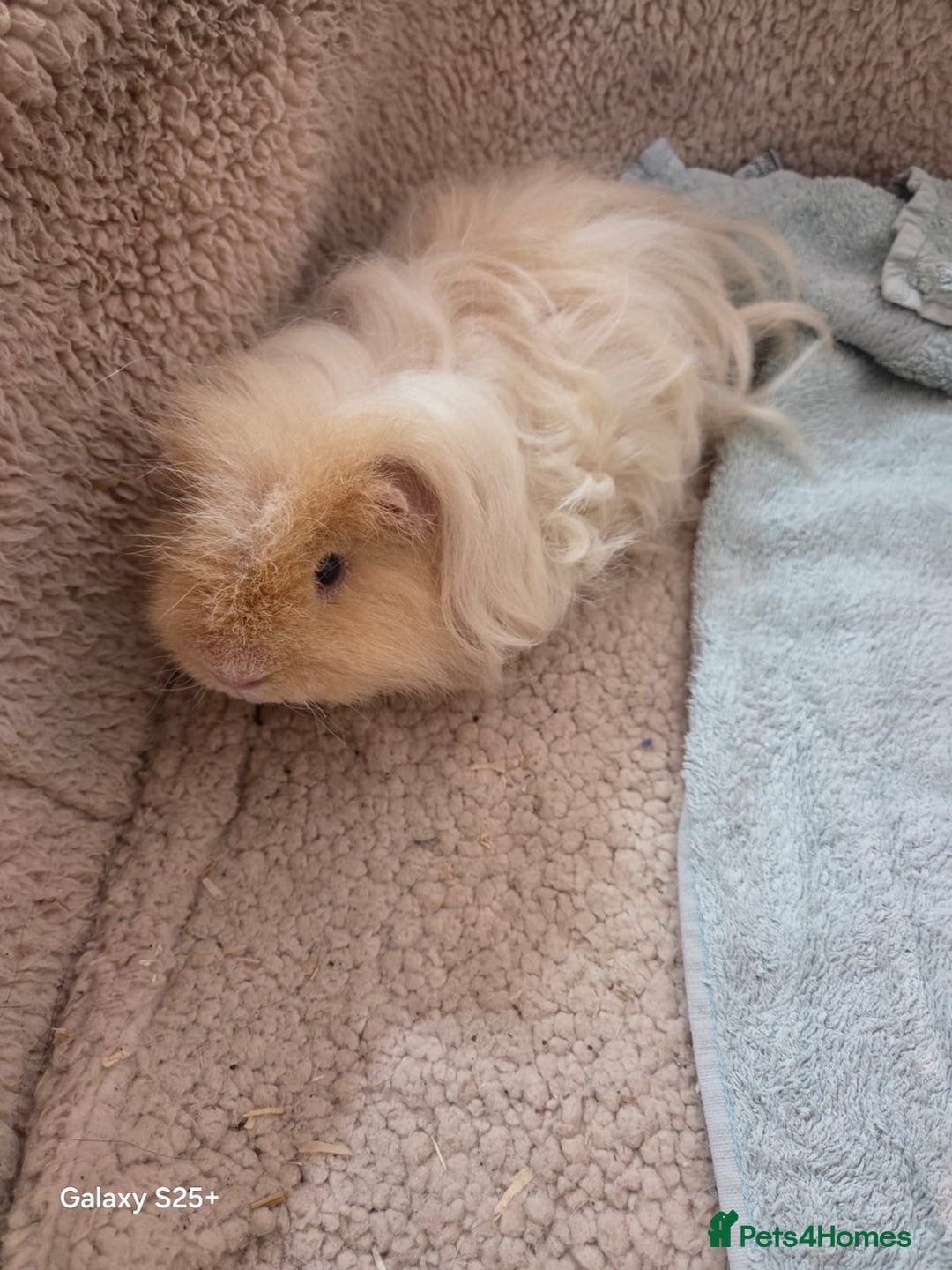 Guinea Pig rodents for sale: Texel Guinea pigs- Breeding Group - Advert 1