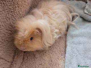 Guinea Pig rodents Texel Guinea pigs- Breeding Group - Advert 1