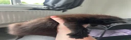 Mixed Breed cats for sale: 5 Kittens mixed breed in Dukinfield - Advert 15