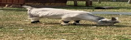 Goats livestock for sale: 2 billy Pygmy goats for sale in Doncaster - Advert 2
