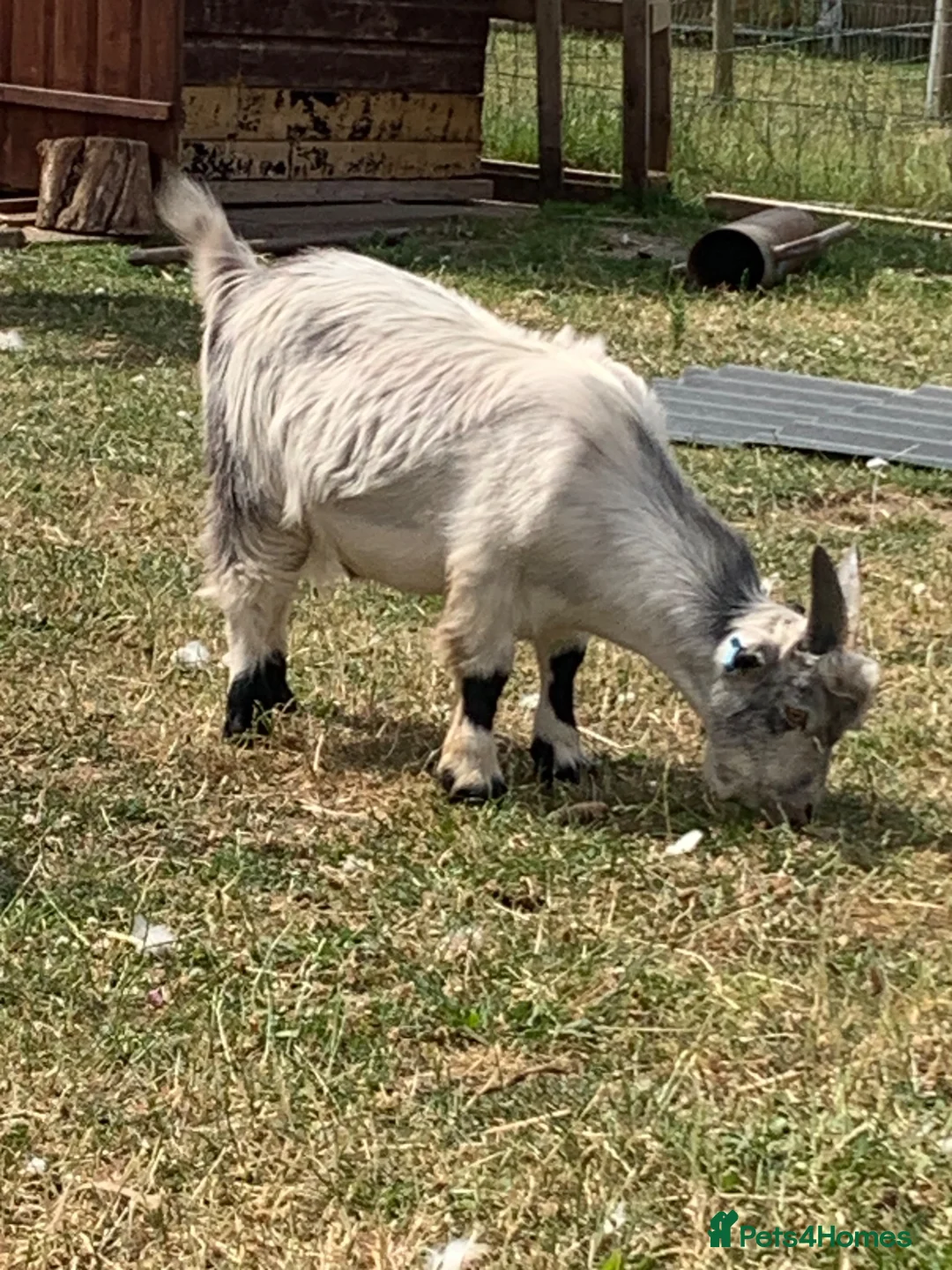 Goats livestock for sale: 2 billy Pygmy goats for sale in Doncaster - Advert 2
