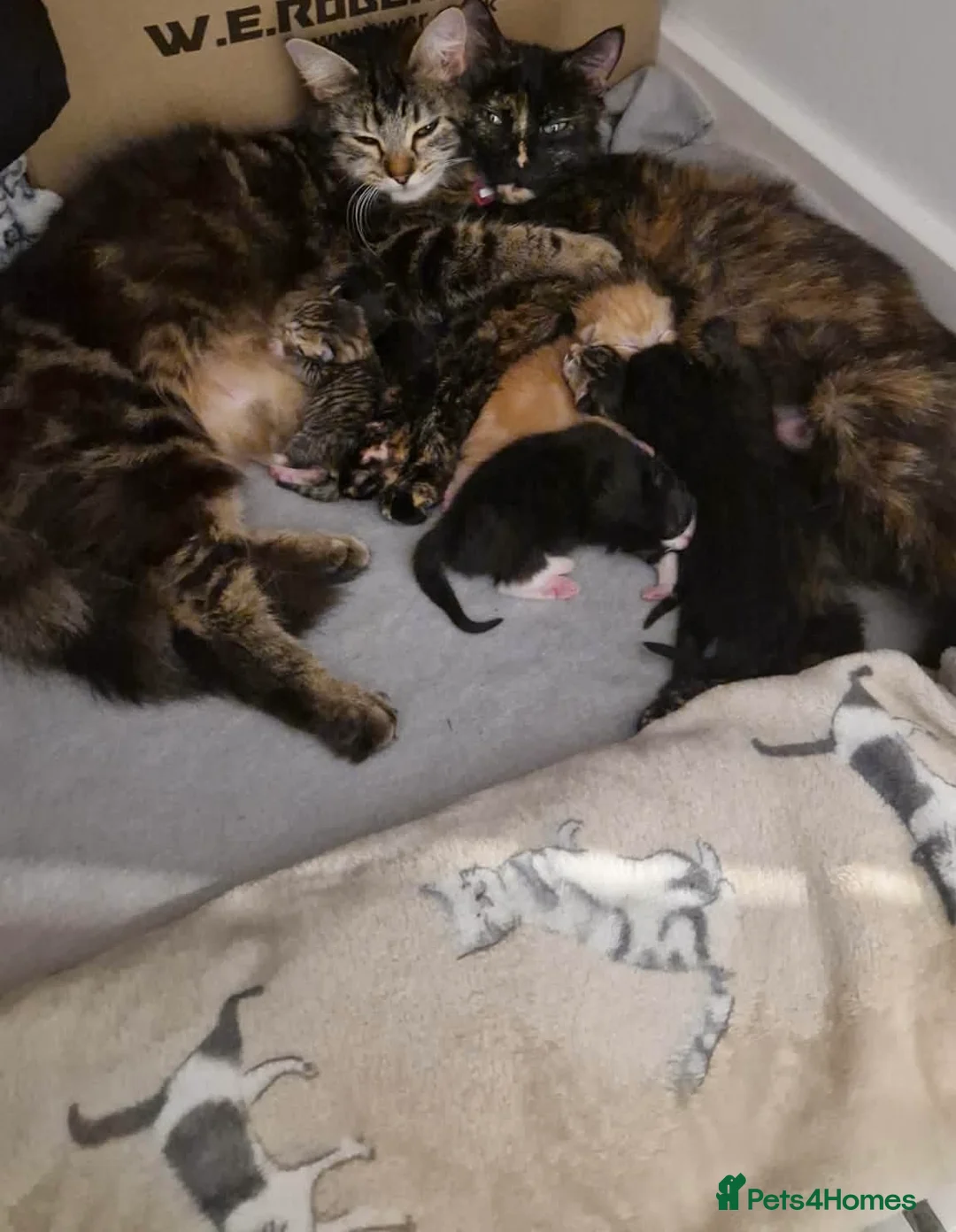 Mixed Breed cats for sale: Miss  - Advert 2