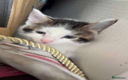 Mixed Breed cats for sale: 2 male kittens for sale - Image 3