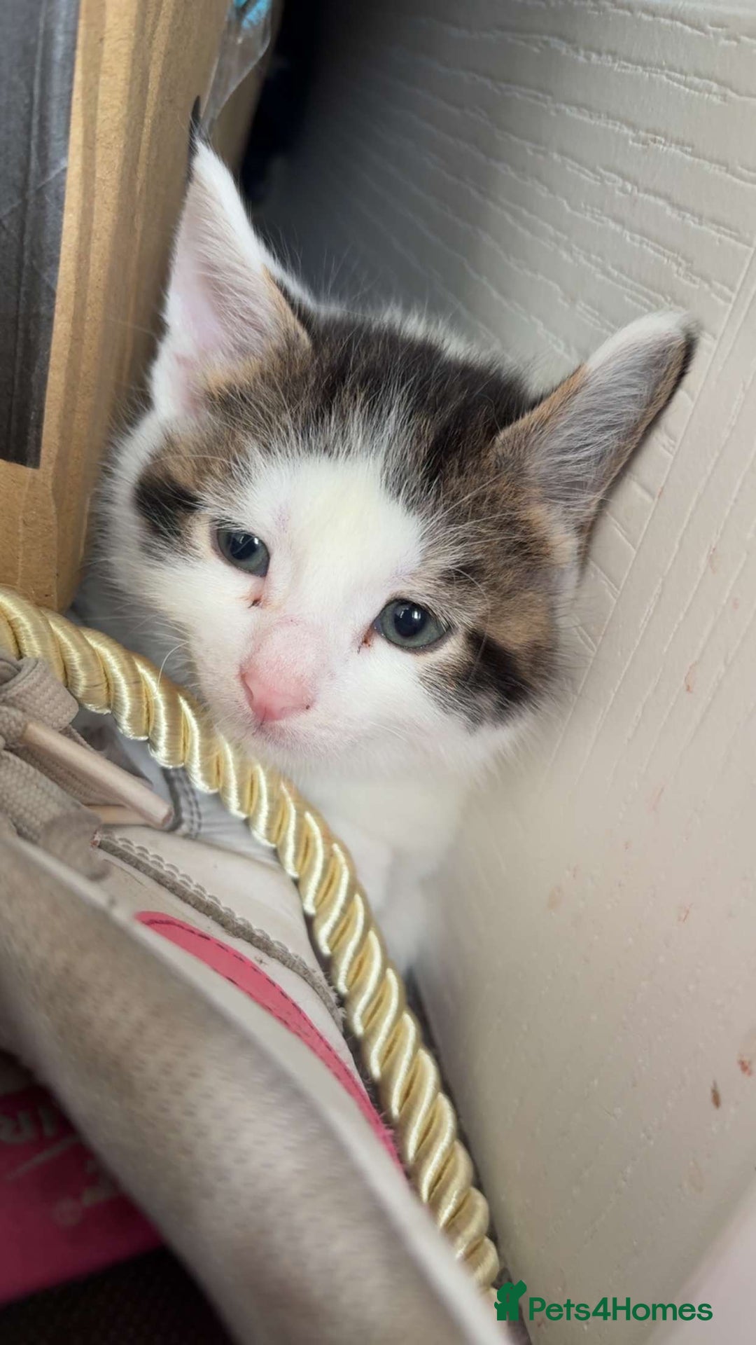 Mixed Breed cats for sale: 2 male kittens for sale - Image 3