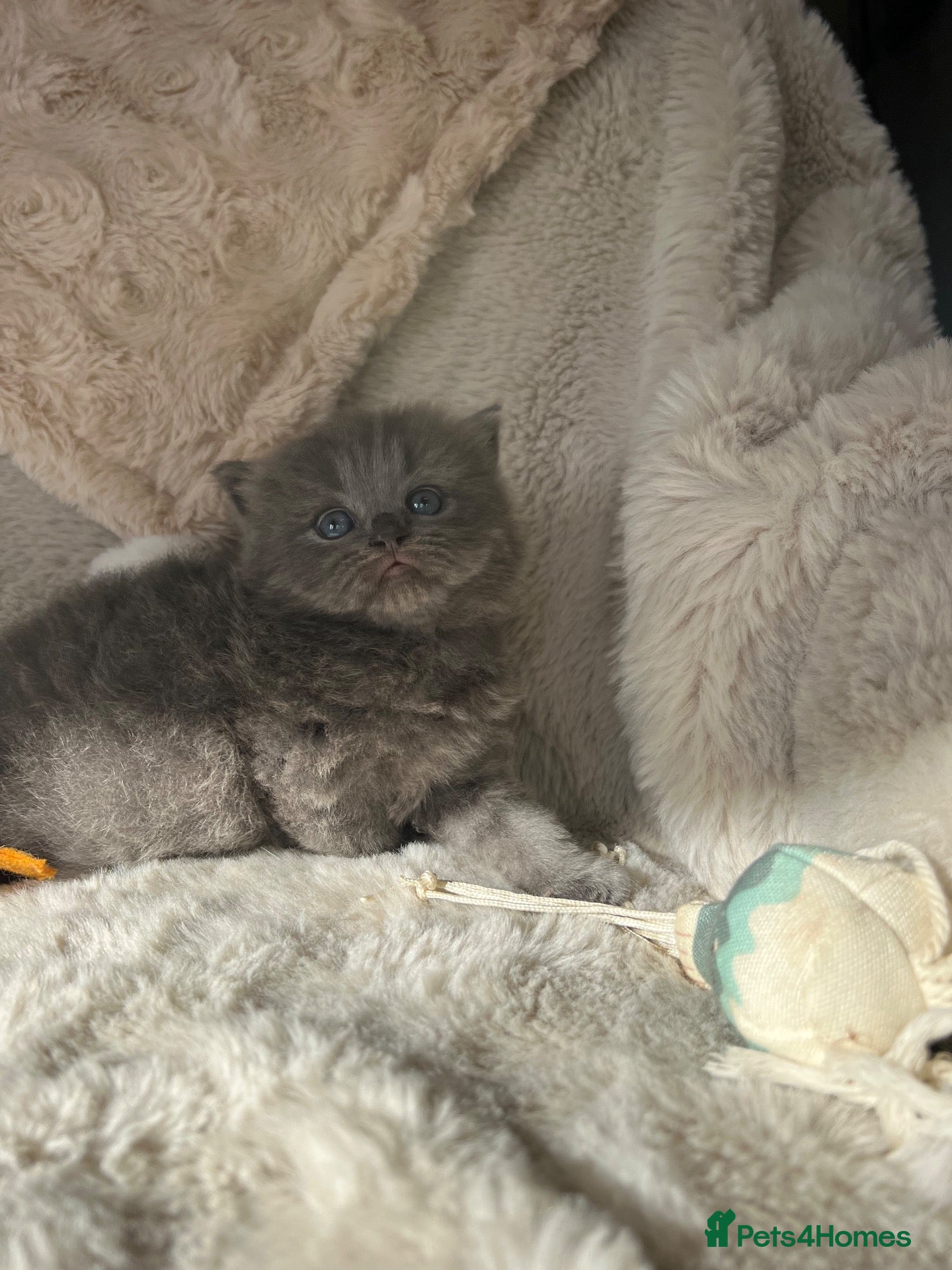 British Shorthair cats for sale: British x Scottish adorable rare kittens  - Advert 1
