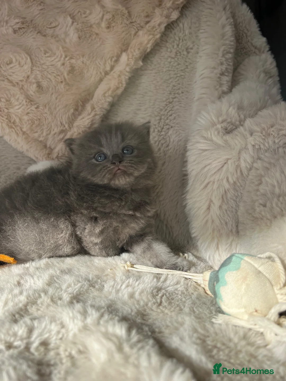 British Shorthair cats for sale: British x Scottish adorable rare kittens  - Advert 1