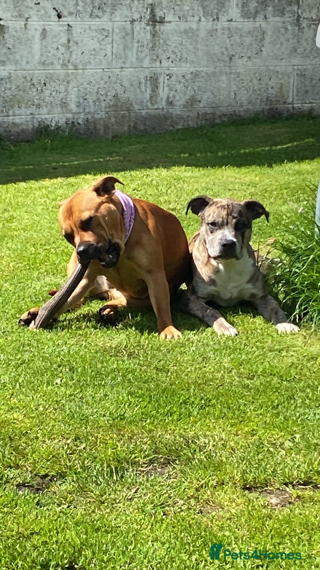 American Bull Staffy dogs for sale: Pups due 22 August  - Image 5