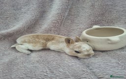 Rex rabbits for sale: Mini rex babies available  - Image 5