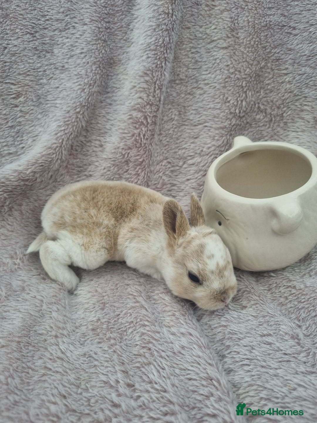 Rex rabbits for sale: Mini rex babies available  - Image 5