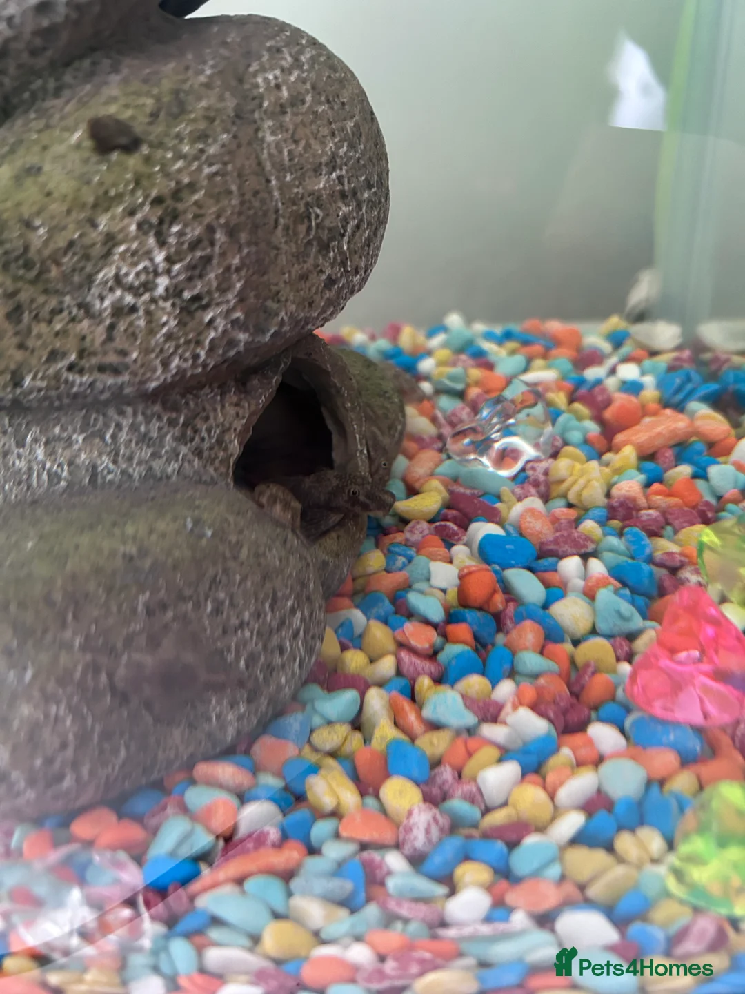 Plecos fish for sale: Common plecos  - Advert 8