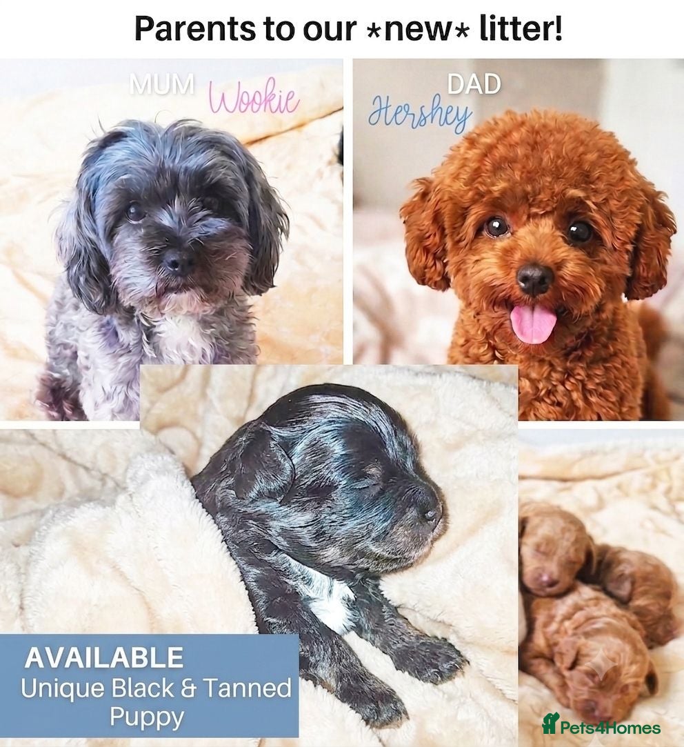 Maltipoo dogs 1 BLACK TAN BOY LEFT!F1b Asian Maltipoo Puppy - Advert 4