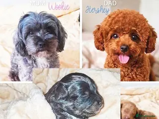 Maltipoo dogs 1 BLACK TAN BOY LEFT!F1b Asian Maltipoo Puppy - Advert 4