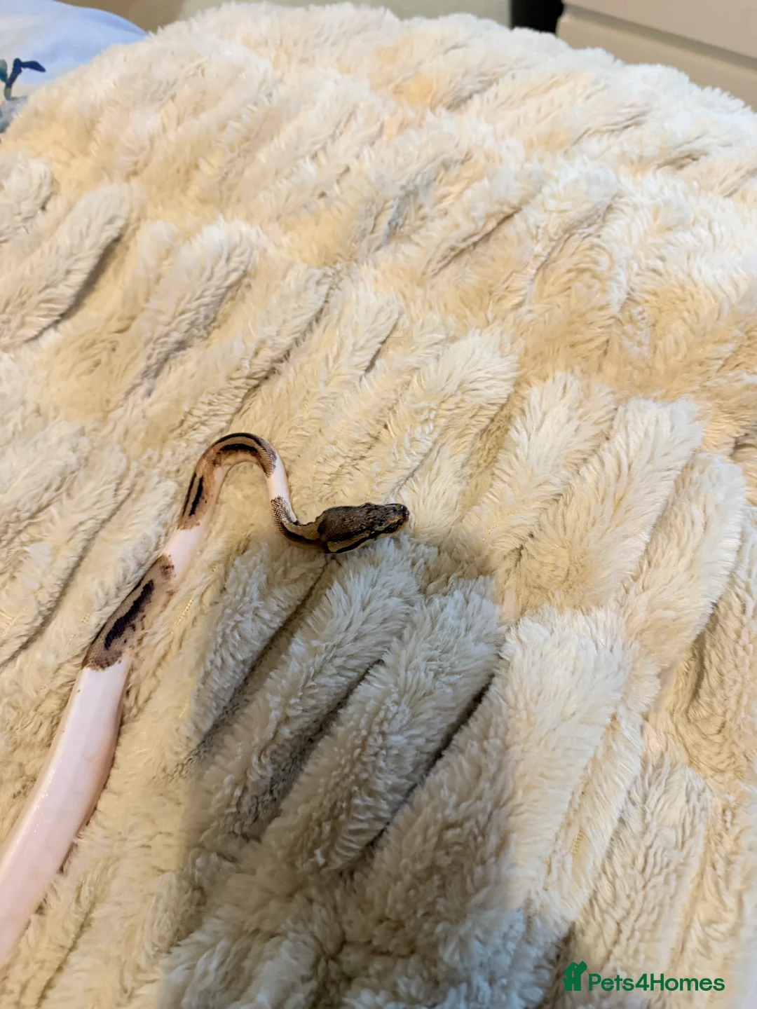 Python Snake reptiles for sale: Two stunning ball pythons  - Advert 8