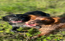 Brittany Spaniel dogs for sale: Brittany puppies for sale  - Image 25