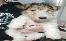 Fox Terrier dogs for sale: Wirefox terrier puppies KC registered READY NOW - Image 1