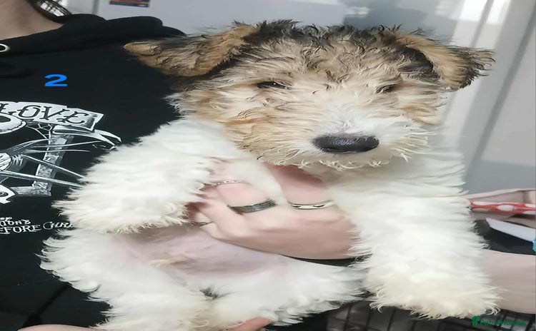 Fox Terrier dogs - Advert 1