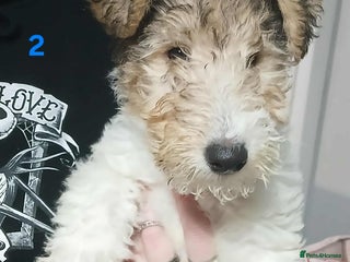 Fox Terrier dogs - Advert 1