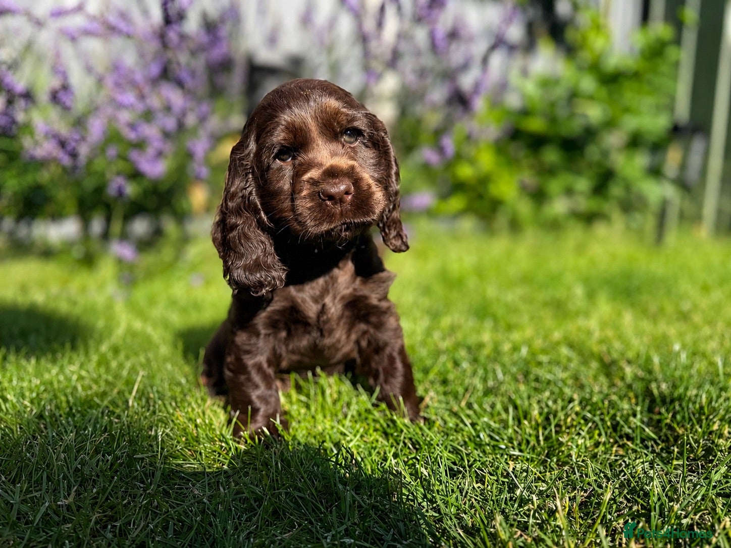 Cocker Spaniel dogs READY THIS WEEK 🐾 TOP LINES 🐾 1 GIRL 💖 3 BOYS🩵 - Advert 2