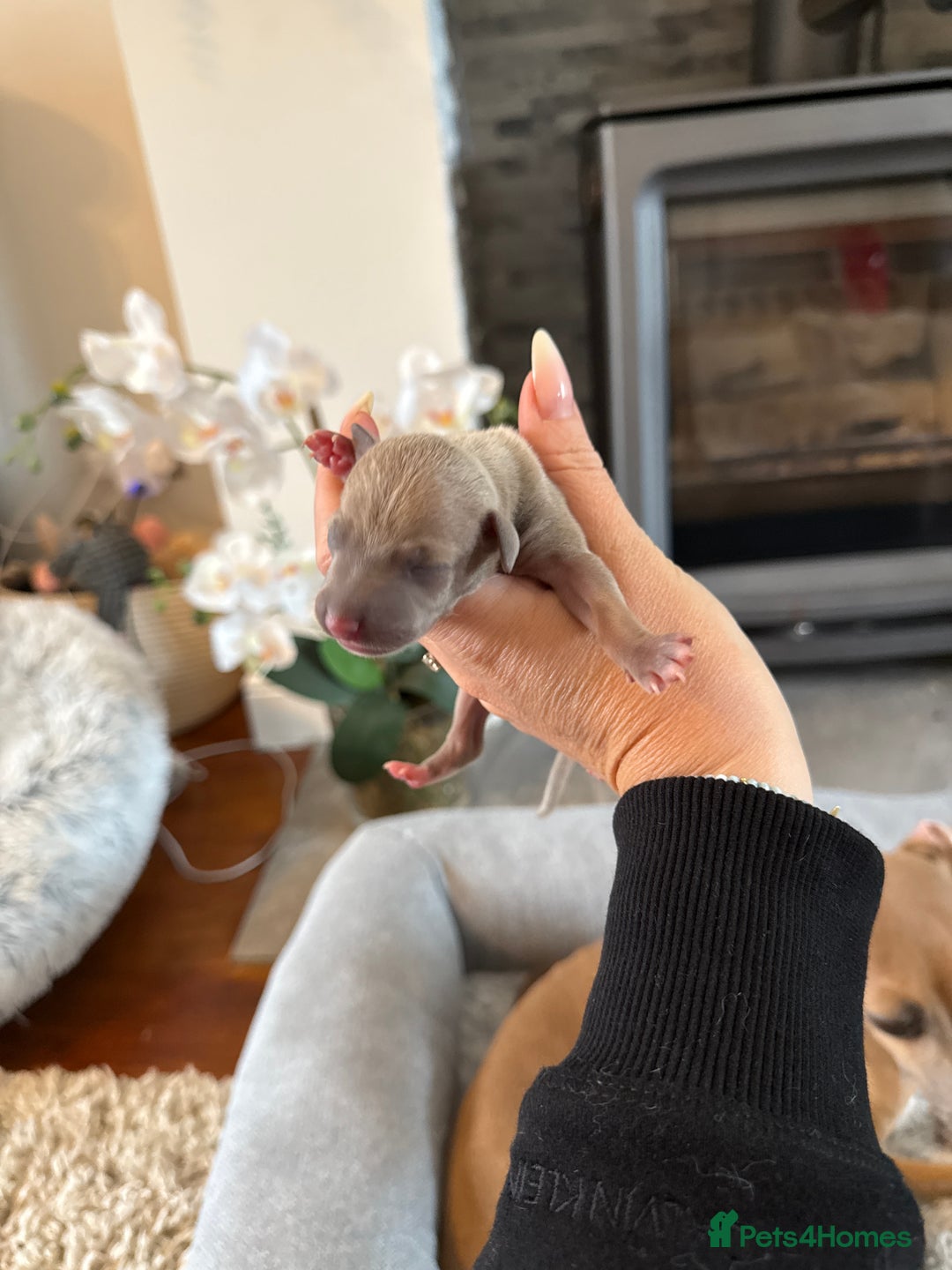 Italian Greyhound dogs for sale: Italian greyhound 4 gorgeous boys 💙 - Image 12