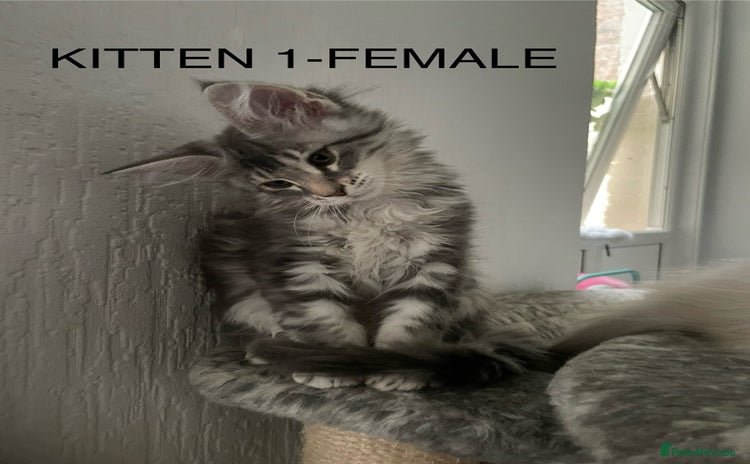 Maine Coon cats for sale - Advert 1