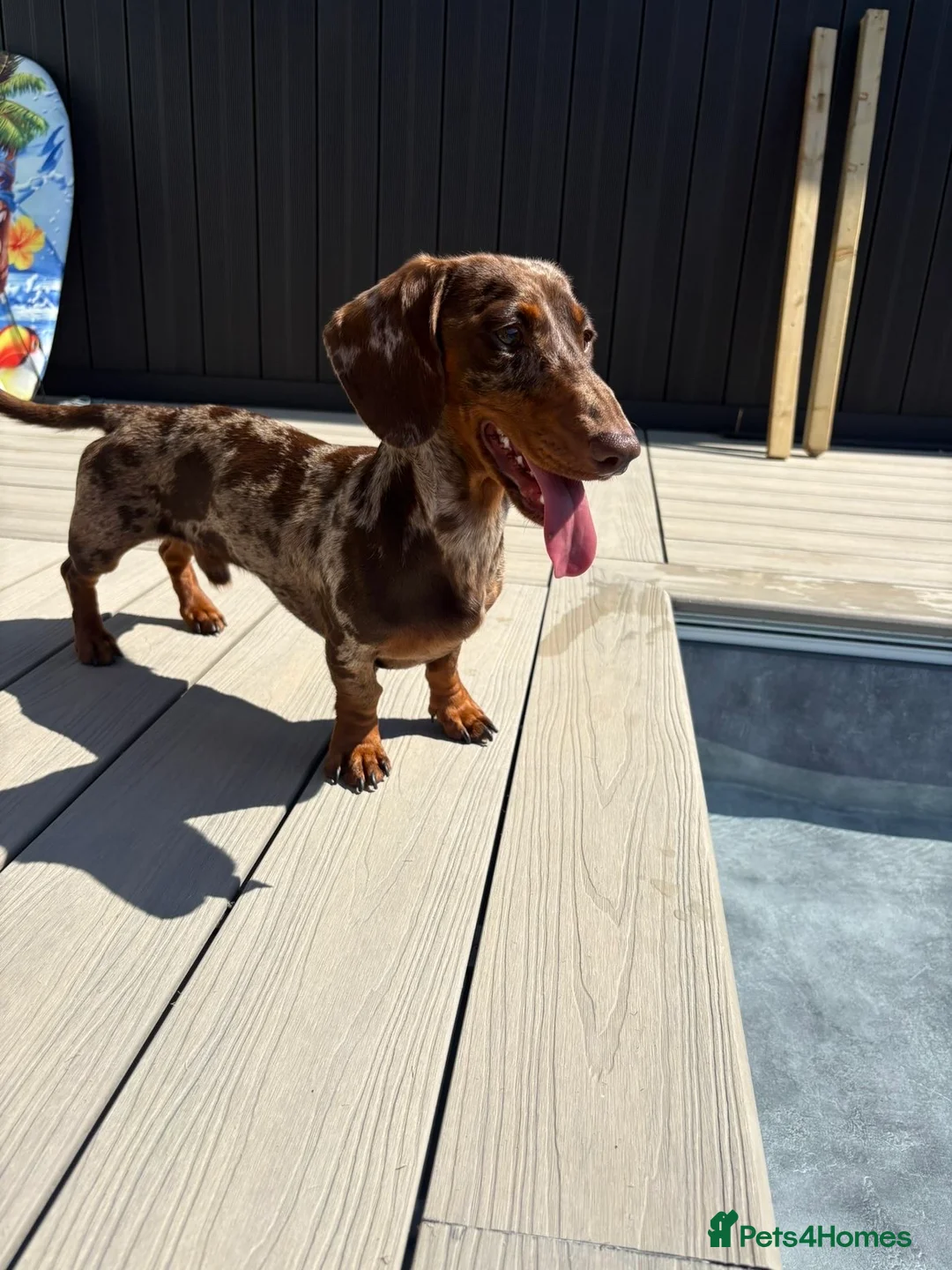 Miniature Dachshund dogs for stud: Dapple Miniature Dachshund For Stud  in Fareham - Advert 3