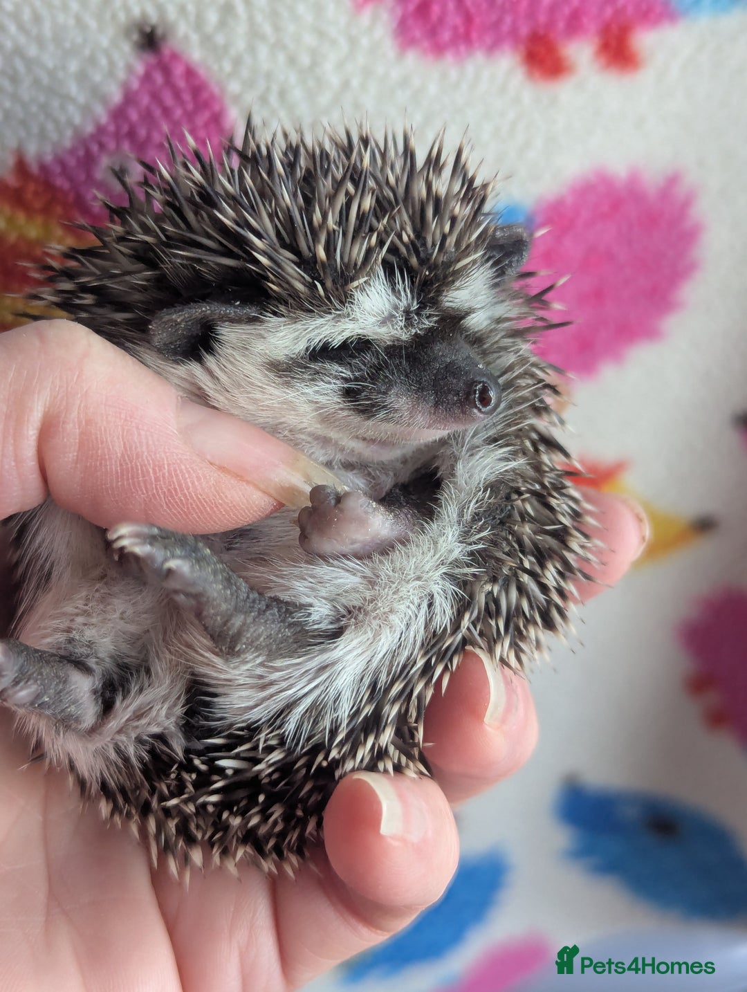Pygmy Hedgehog rodents for sale: Gorgeous Baby Hoglets/ Ready to Reserve!!! - Advert 10