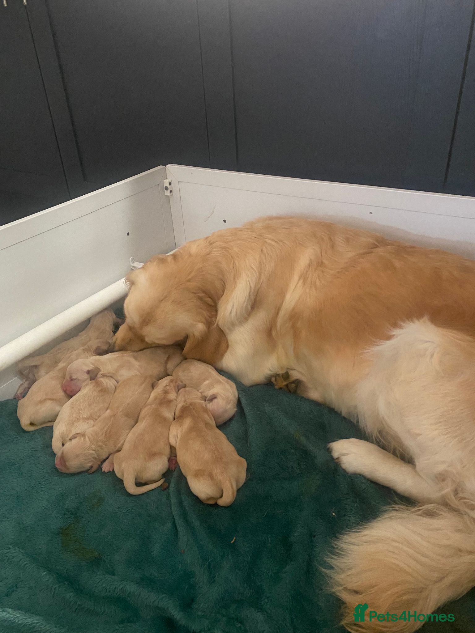 Golden Retriever dogs Golden Retriever Puppies  - Advert 1