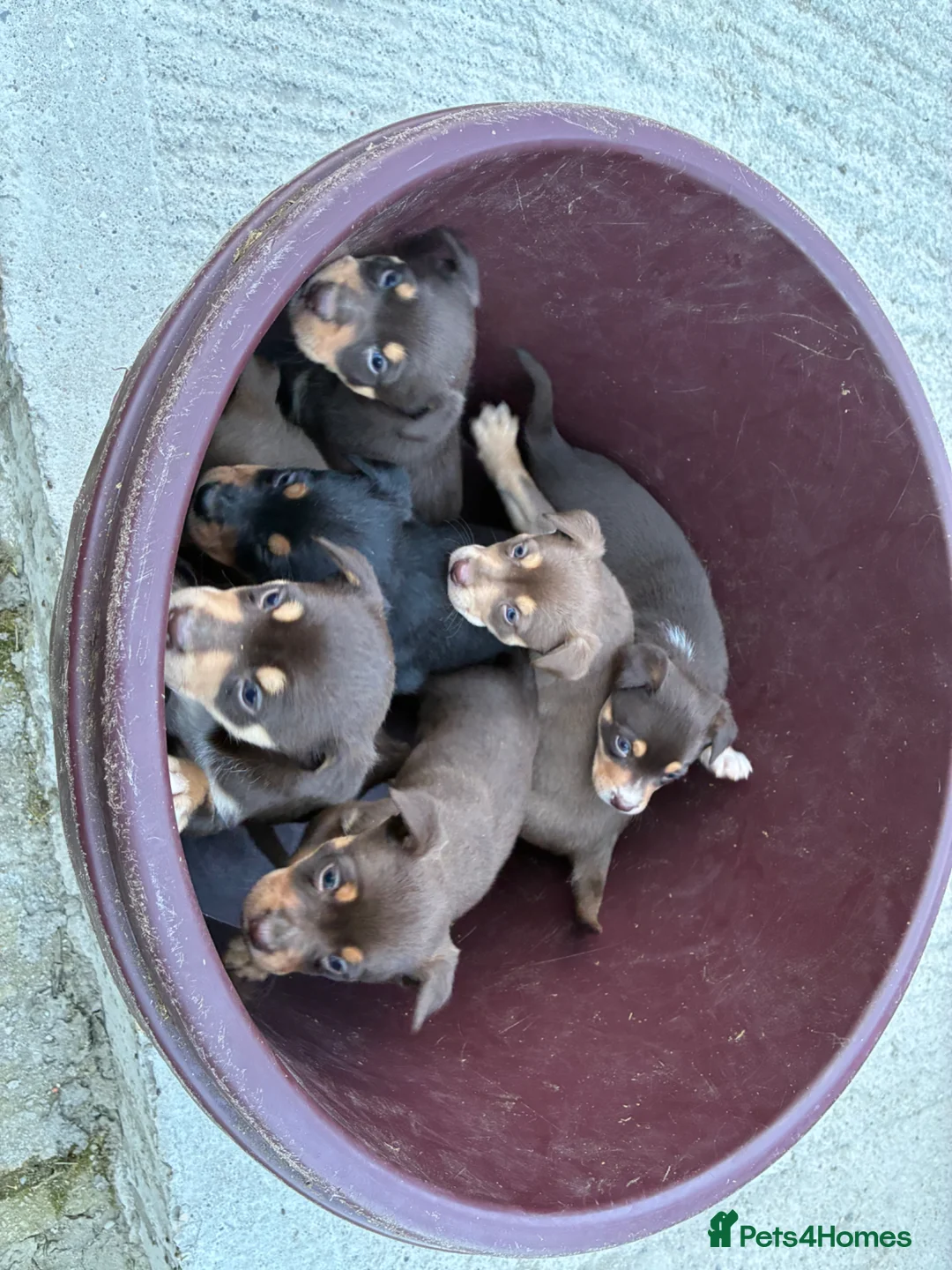 Australian Kelpie dogs for sale: Working Kelpies in Bishop Auckland - Advert 2