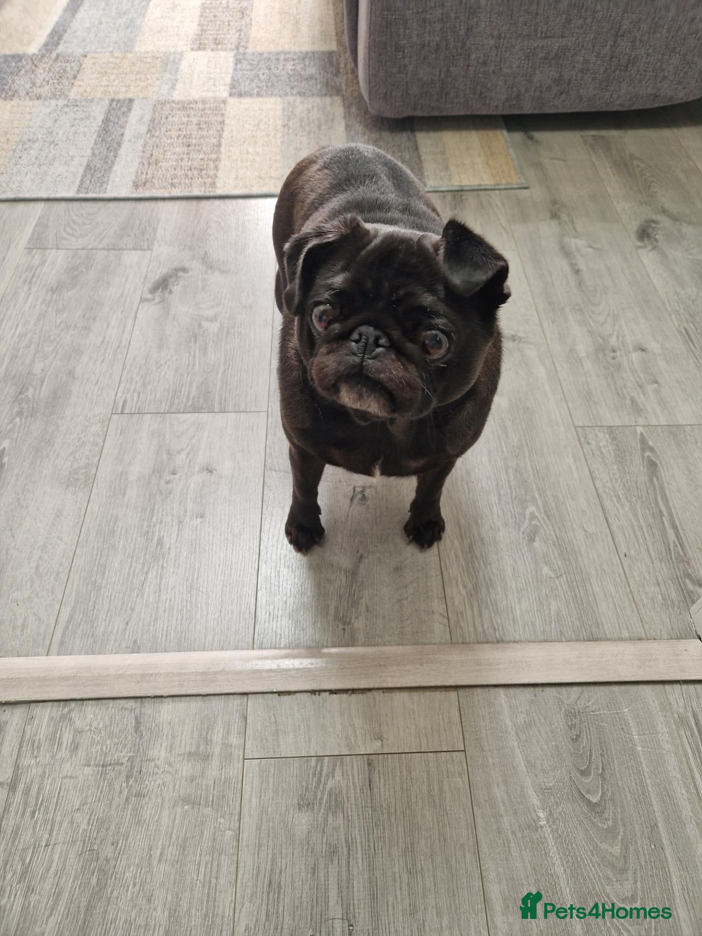Pug dogs 4 year old black pug very loving  - Advert 16