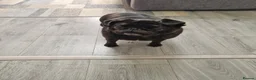Pug dogs for sale: 4 year old black pug very loving  - Advert 1