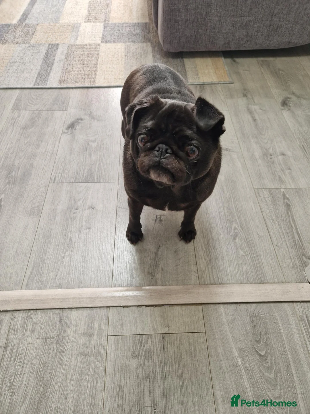 Pug dogs for sale: 4 year old black pug very loving  - Advert 1