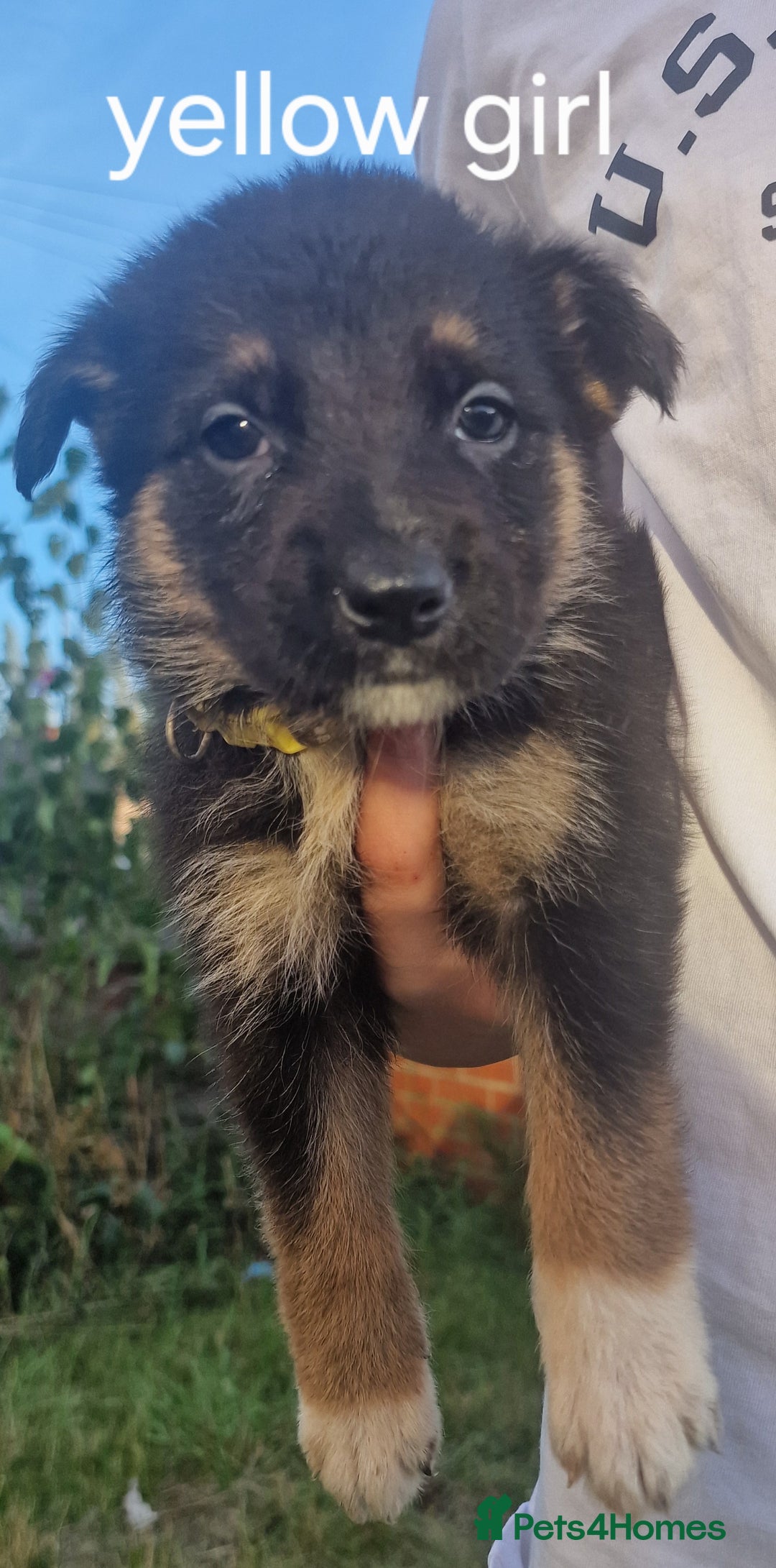 Mixed Breed dogs for sale: German shepherd x border collie pups  - Image 5