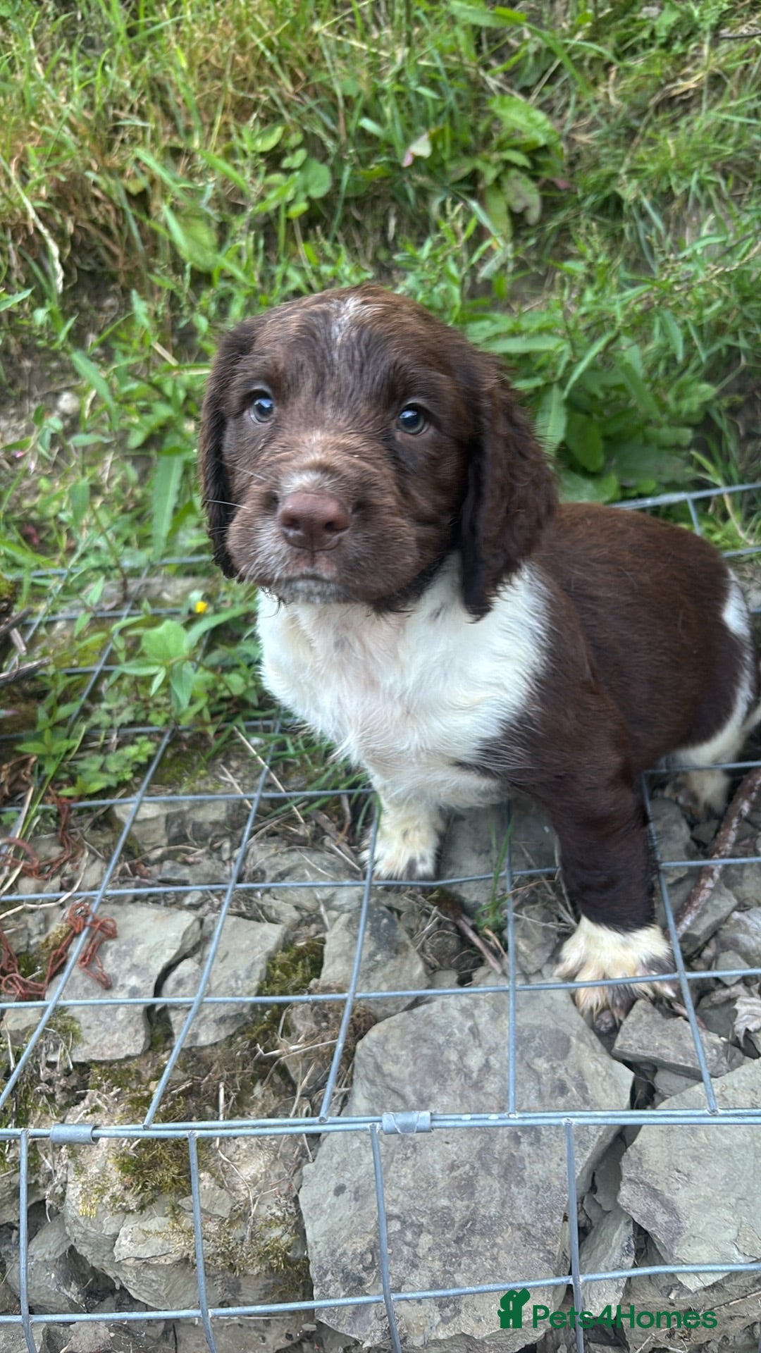 English Springer Spaniel dogs Last Liver and white boy Springer Spaniel Puppies  - Advert 1