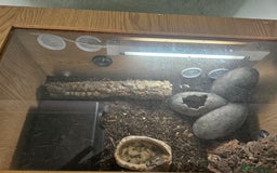 Leopard Gecko reptiles for sale: Leopard gecko - Image 3