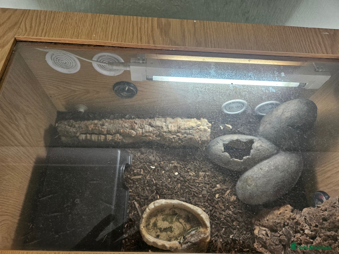 Leopard Gecko reptiles for sale: Leopard gecko - Image 3