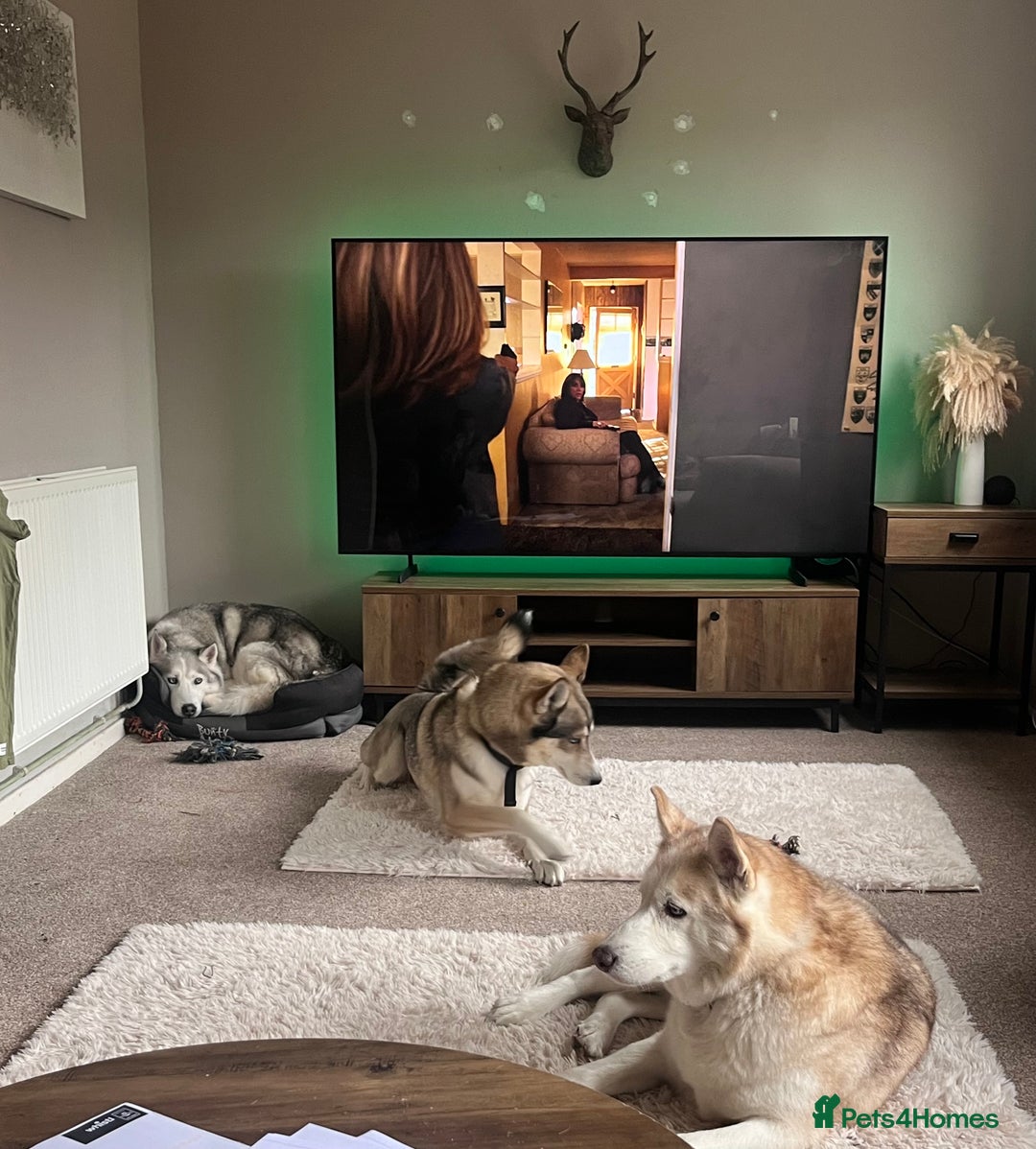 Siberian Husky dogs for stud: EXTREMELY RARE SABLE AGOUTI SIBERIAN HUSKY STUD in Coalville - Advert 6