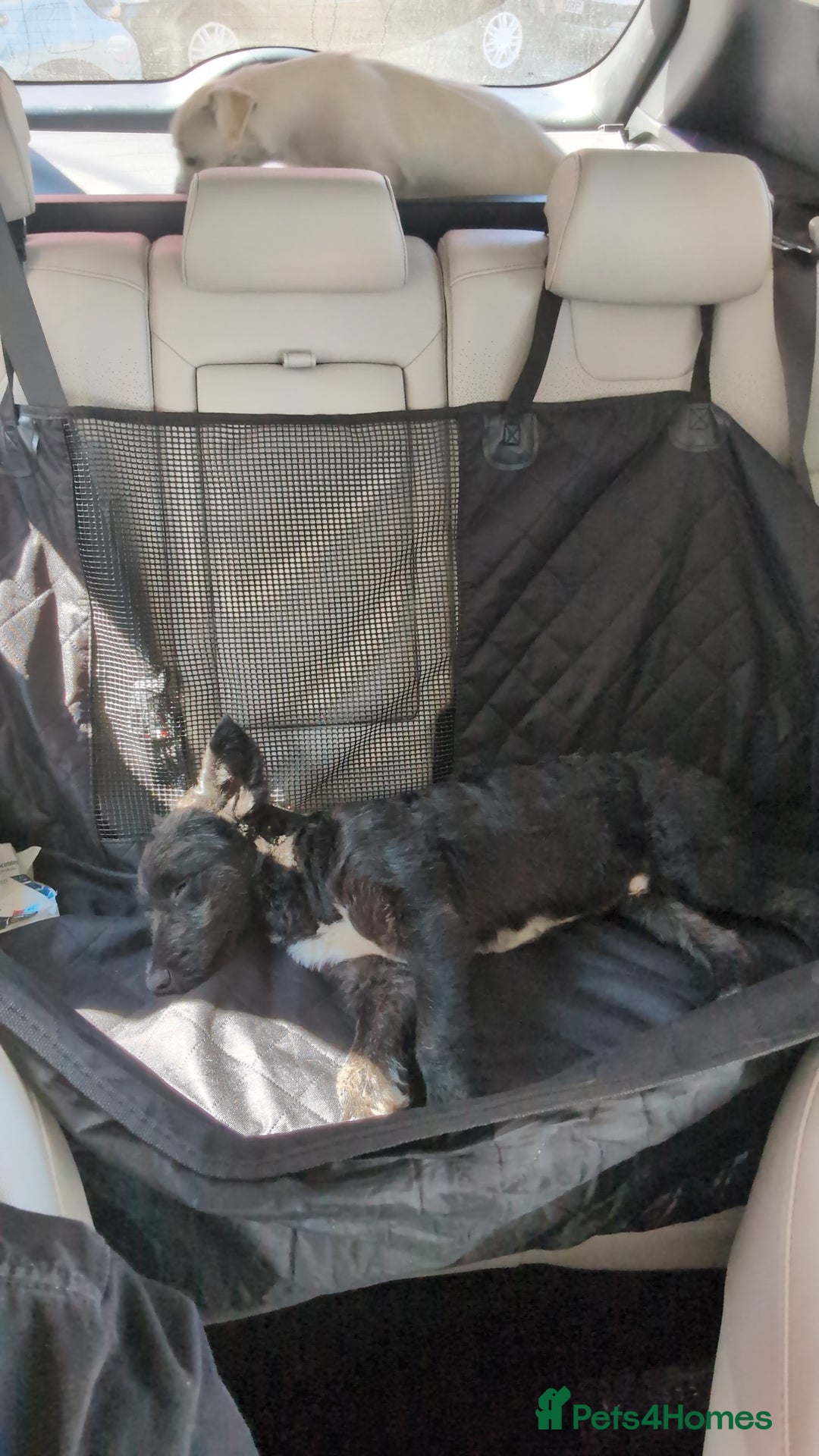 Mixed Breed dogs for sale: SOCKS 7 MONTHS OLD MALE MIXED BREED  - Image 5