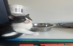 Mixed Breed cats for sale: Boy kitten black and white  - Image 3