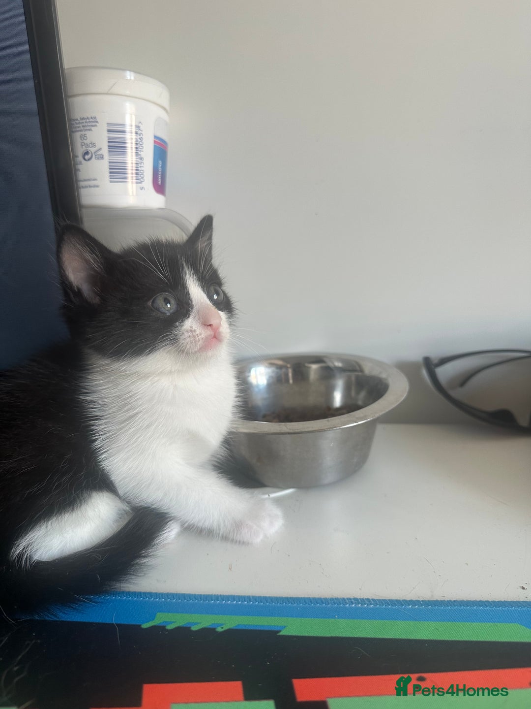 Mixed Breed cats for sale: Boy kitten black and white  - Image 3