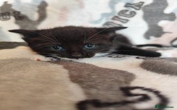 Domestic Shorthair cats for sale: Adorable kittens for sale - Image 8