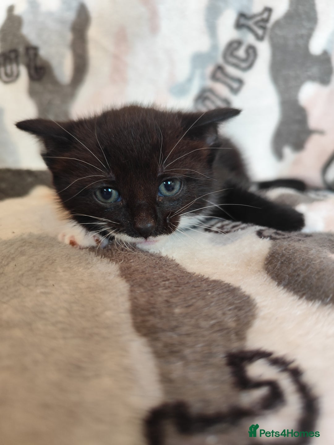 Domestic Shorthair cats for sale: Adorable kittens for sale - Image 8
