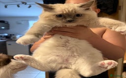 Ragdoll cats for sale: ❤️Ragdoll kittens with 5 gen pedigree❤️ - Image 9