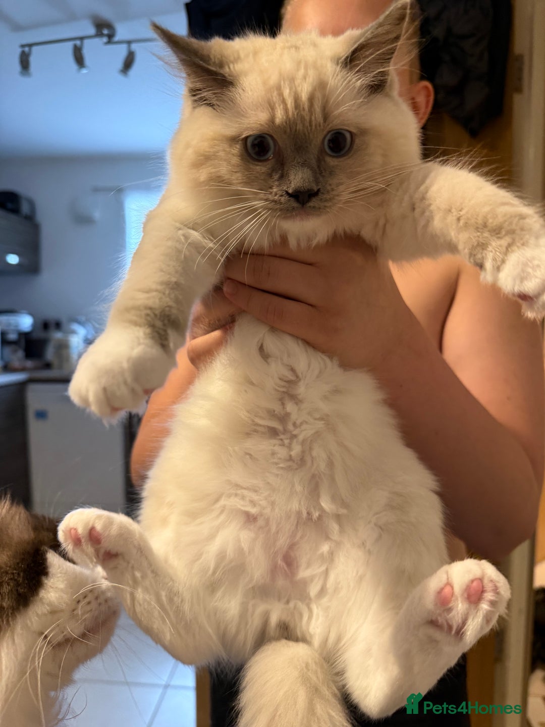 Ragdoll cats for sale: ❤️Ragdoll kittens with 5 gen pedigree❤️ - Image 9