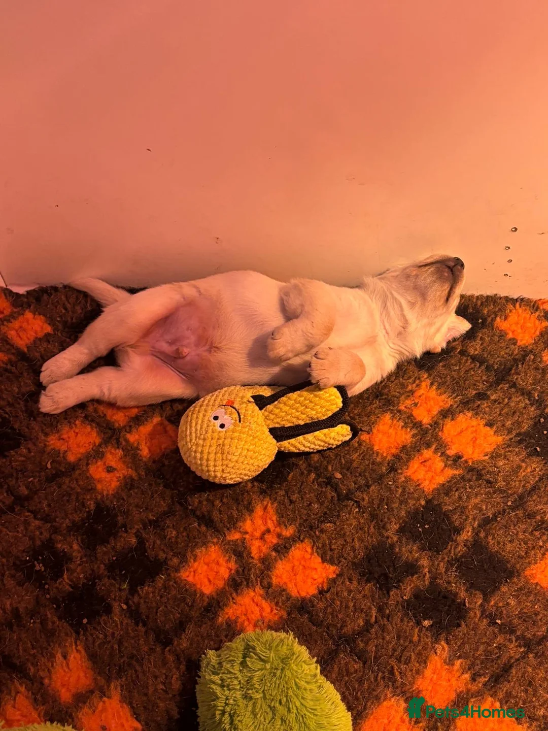 Labrador Retriever dogs for sale: Chunky yellow puppies  - Advert 2