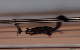 Sugar Glider rodents for sale: Sugar Glider, Male, 12 weeks. - Image 5