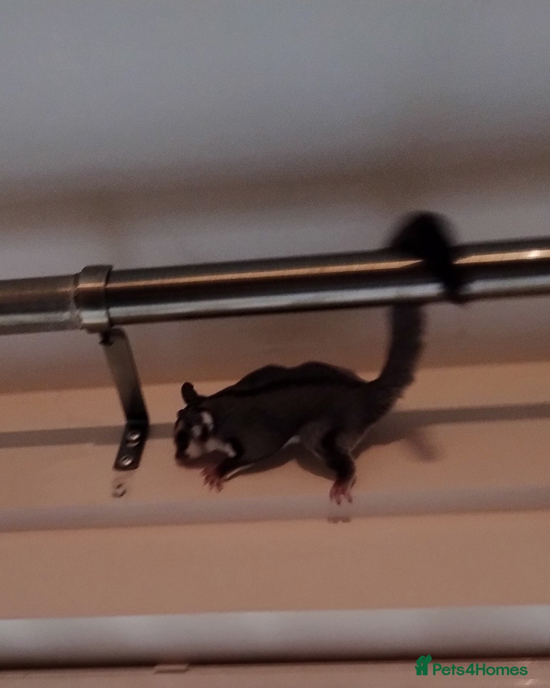 Sugar Glider rodents for sale: Sugar Glider, Male, 12 weeks. - Image 5