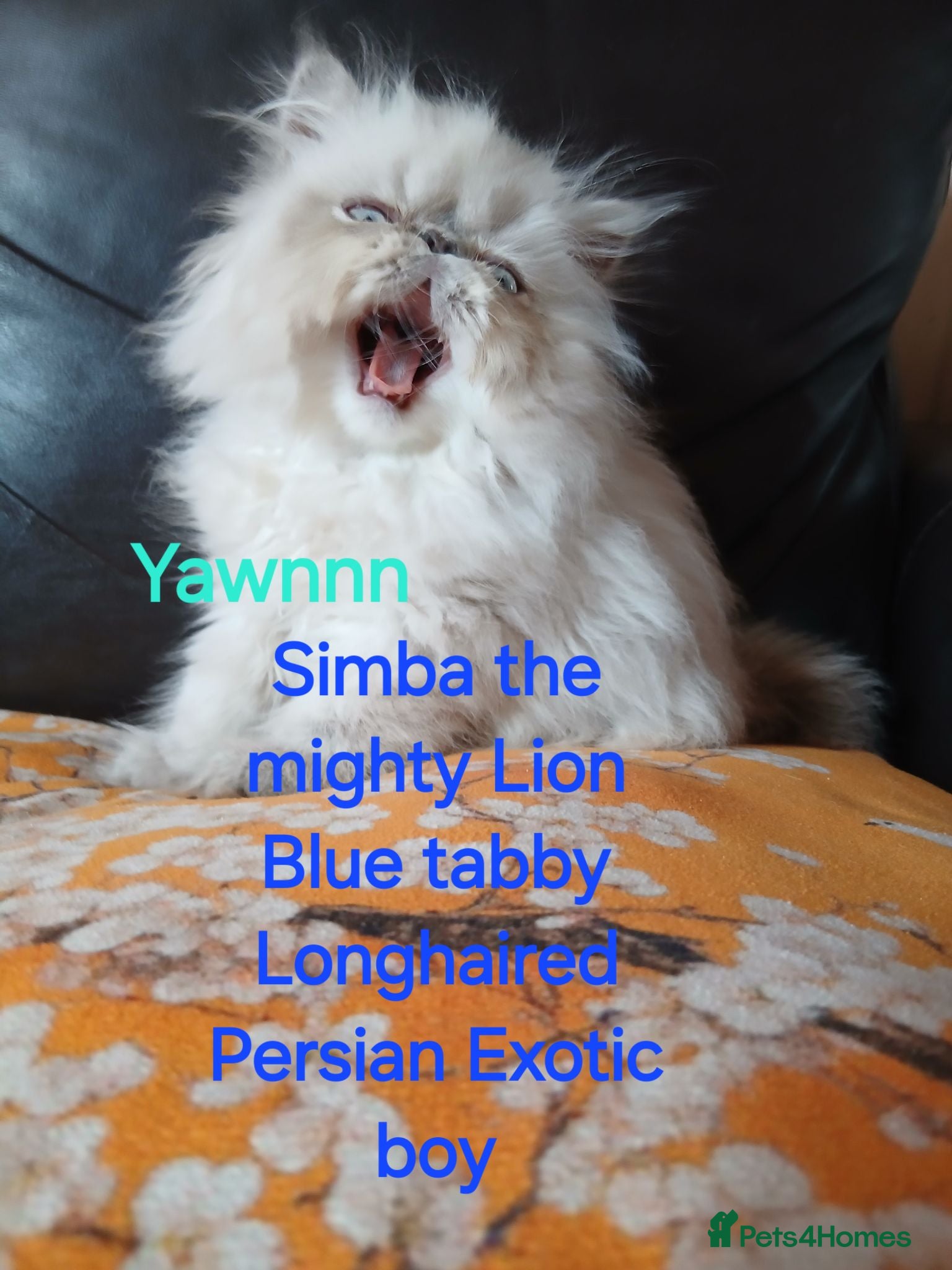 Exotic cats EXQUISITE GCCF PERSIAN EXOTIC BABIES - Advert 4