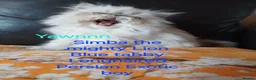 Exotic cats for sale: EXQUISITE GCCF PERSIAN EXOTIC BABIES - Advert 16