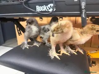 Chickens poultry Brahma chicks - Advert 14